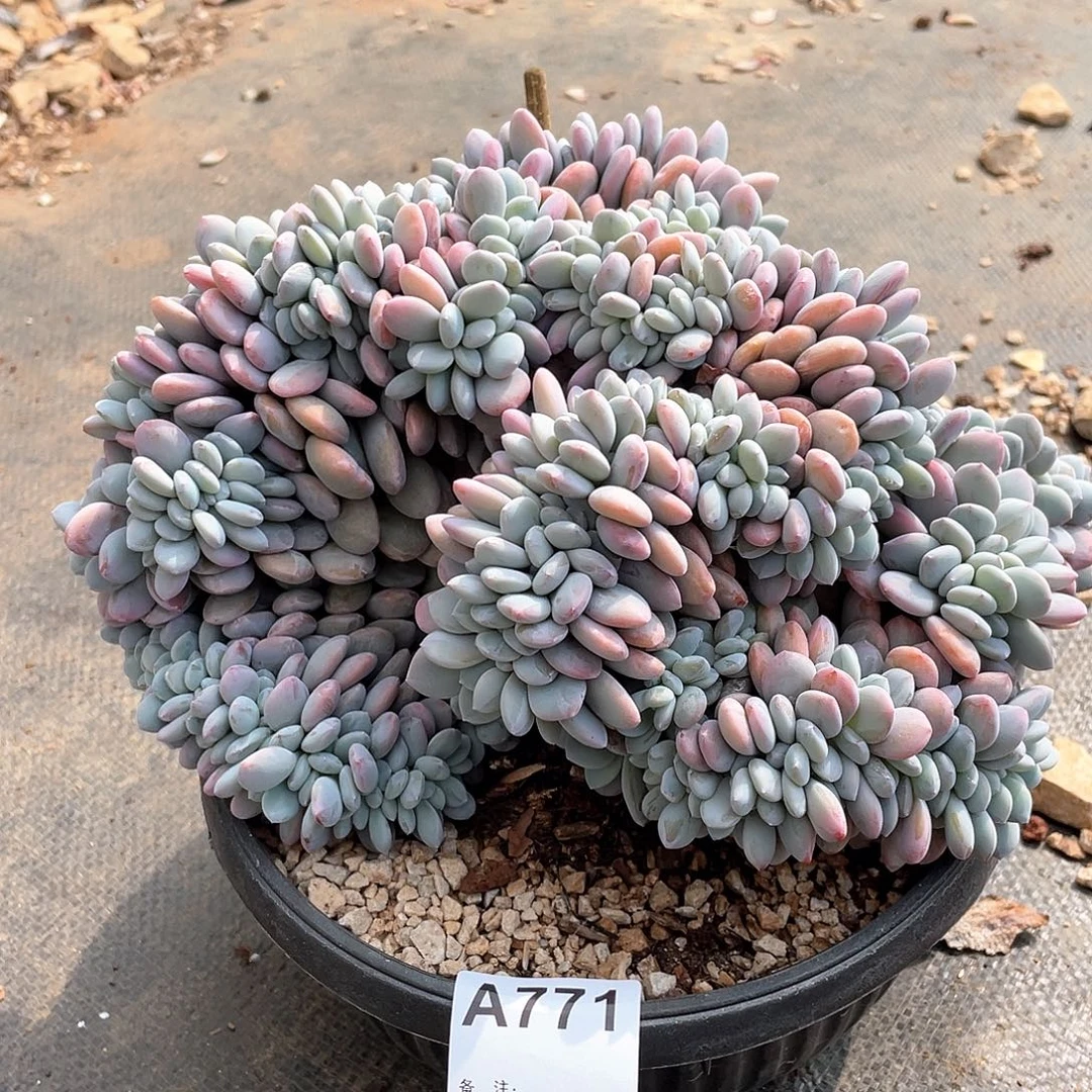 小***叶771多肉植物多肉植物
