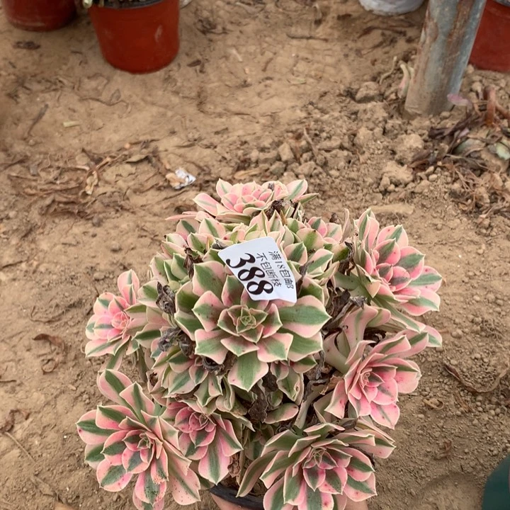 388粉女巫手捧4号