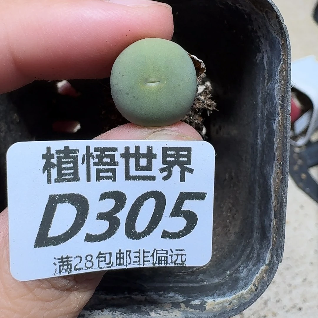 多肉植物的人啊gbbn