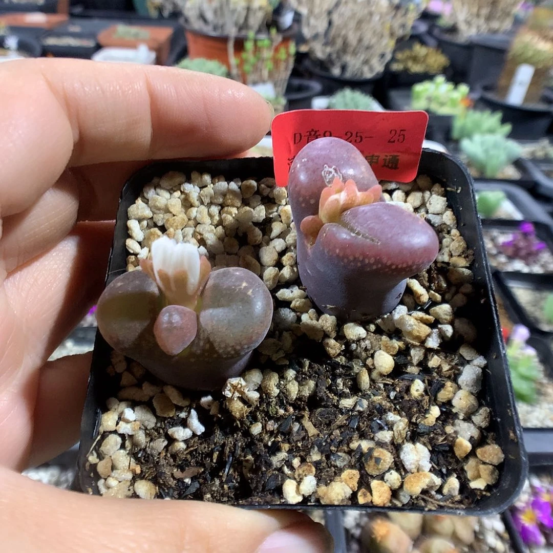 9-25-25 风铃一盆特20