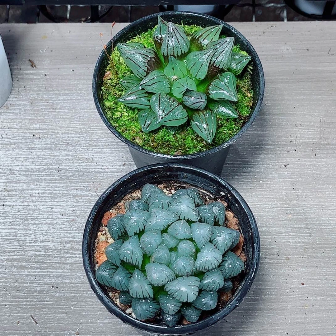 玉露西瓜一勿一拍