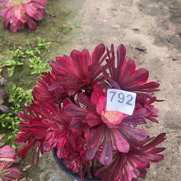 792铜鼓白绣球4号多肉