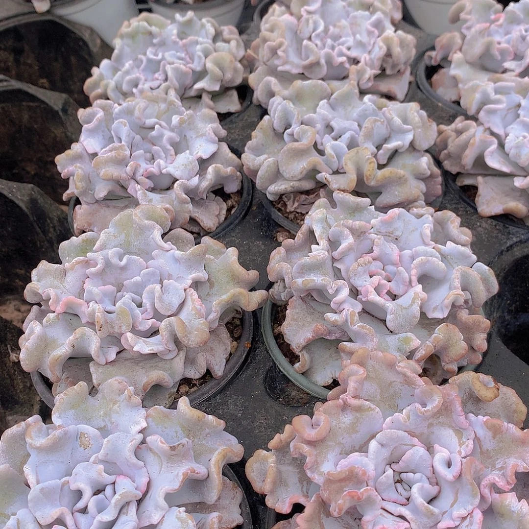 白饺子皮356788990900