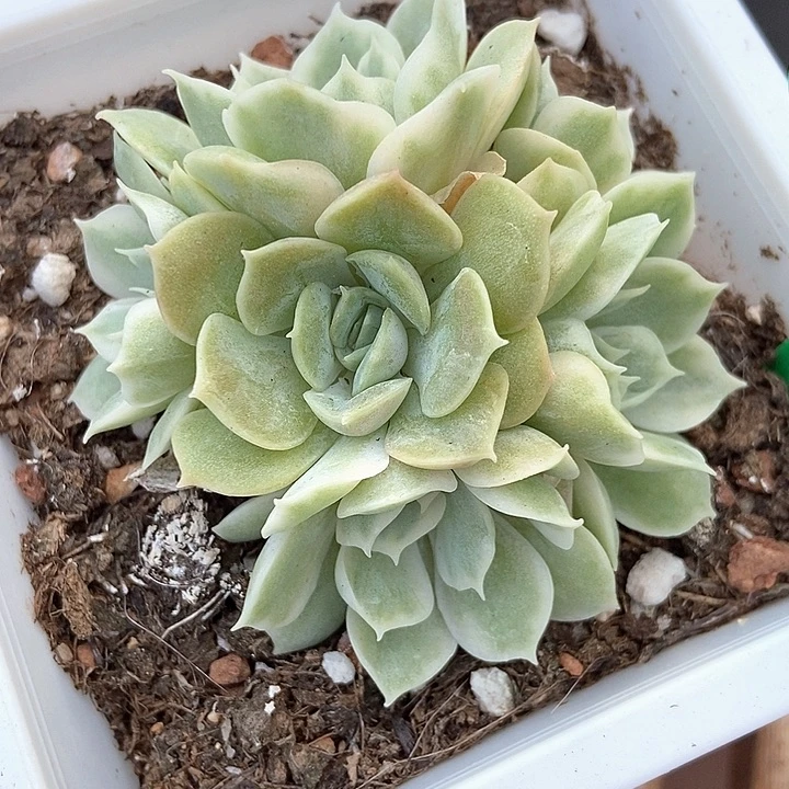 多肉植物昂斯诺锦3069多肉