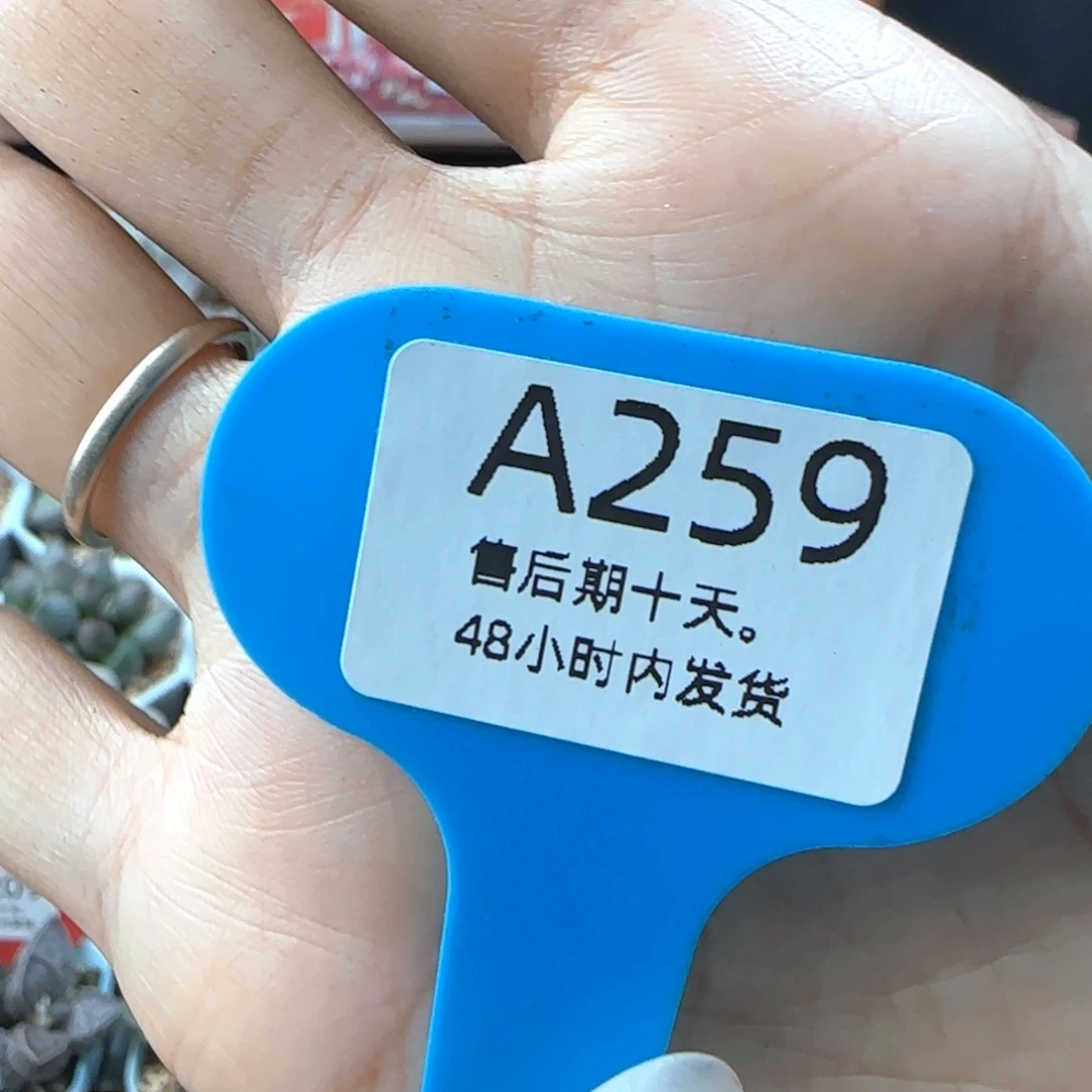 ✧***君拉登。   259。