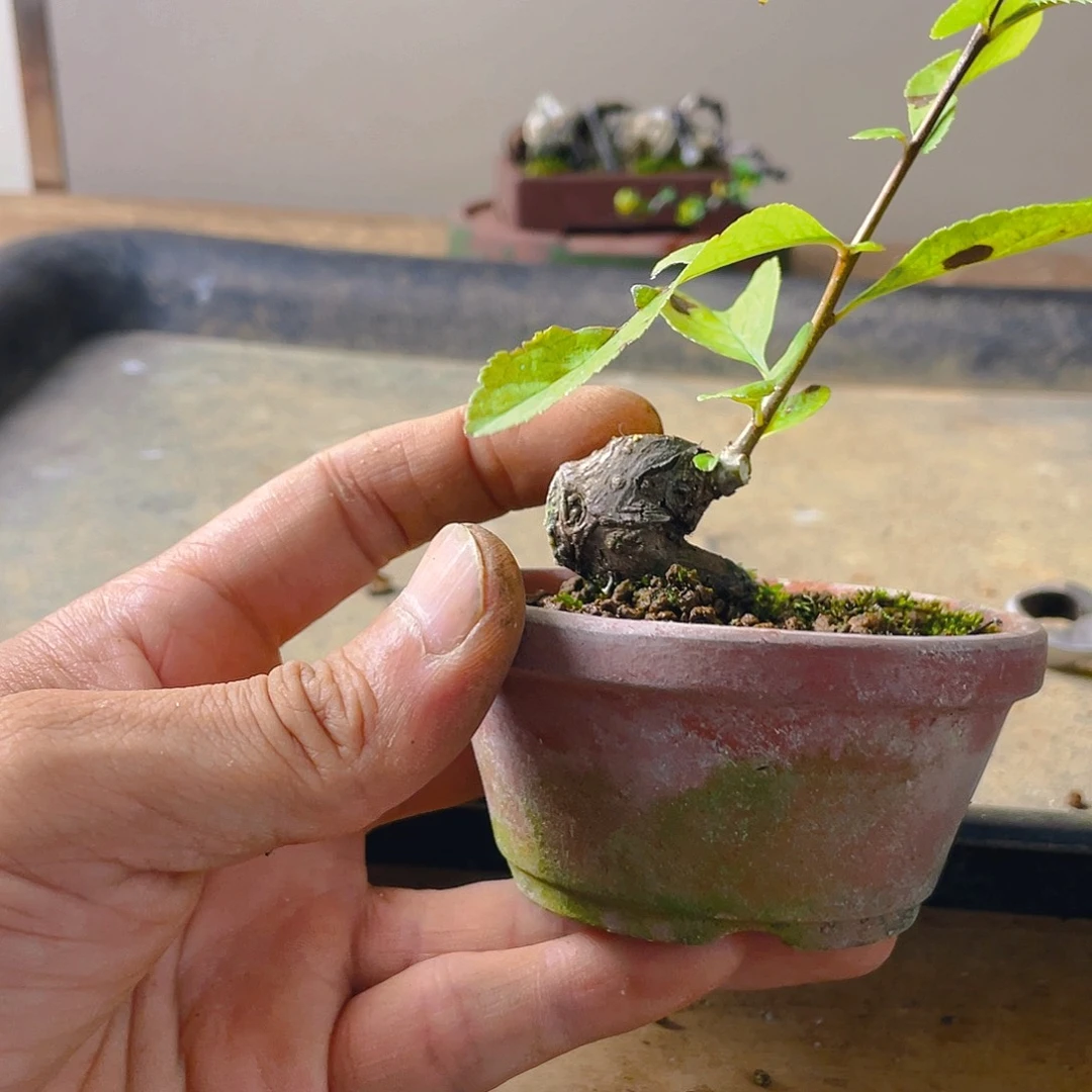 鲨***椒无花朵东阳景花开富贵吉祥