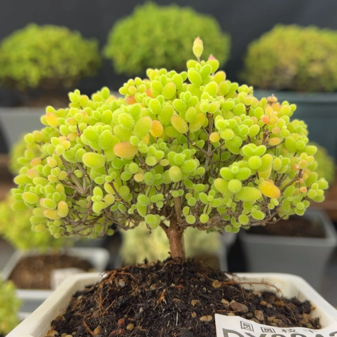 【闪购商品】dy0242蜜橘糖球冠幅10cm开播炸