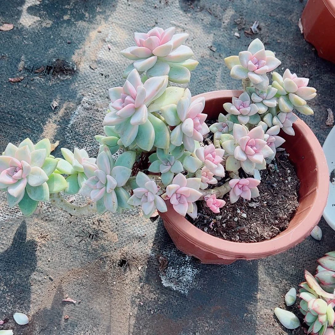 紫雾多头造型精品特价