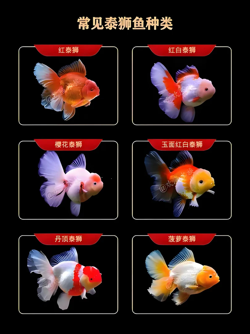 金鱼观赏鱼兰寿泰狮短尾狮蝶尾（以直播间为准）