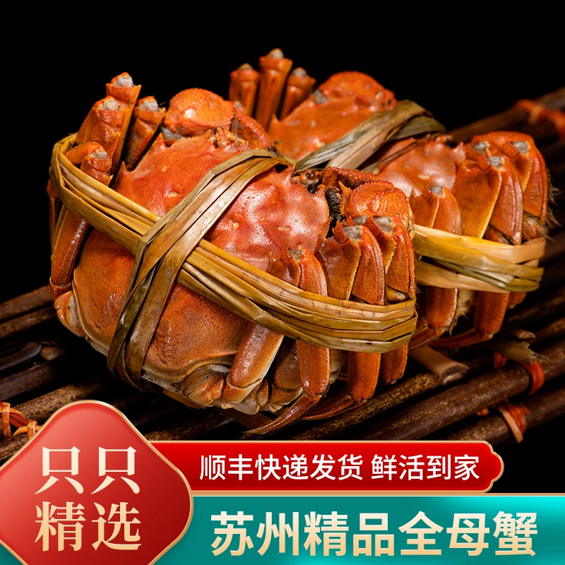 【活蟹】苏州精品大闸蟹全母蟹2.3-2.0两8只+2只顺丰冷链