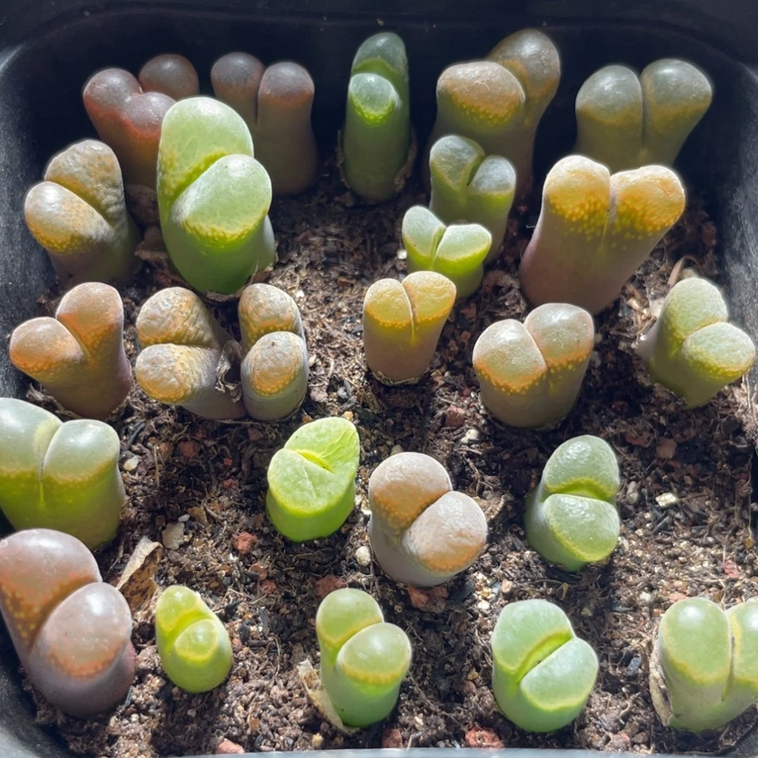 今晚大盆特价更新～32
