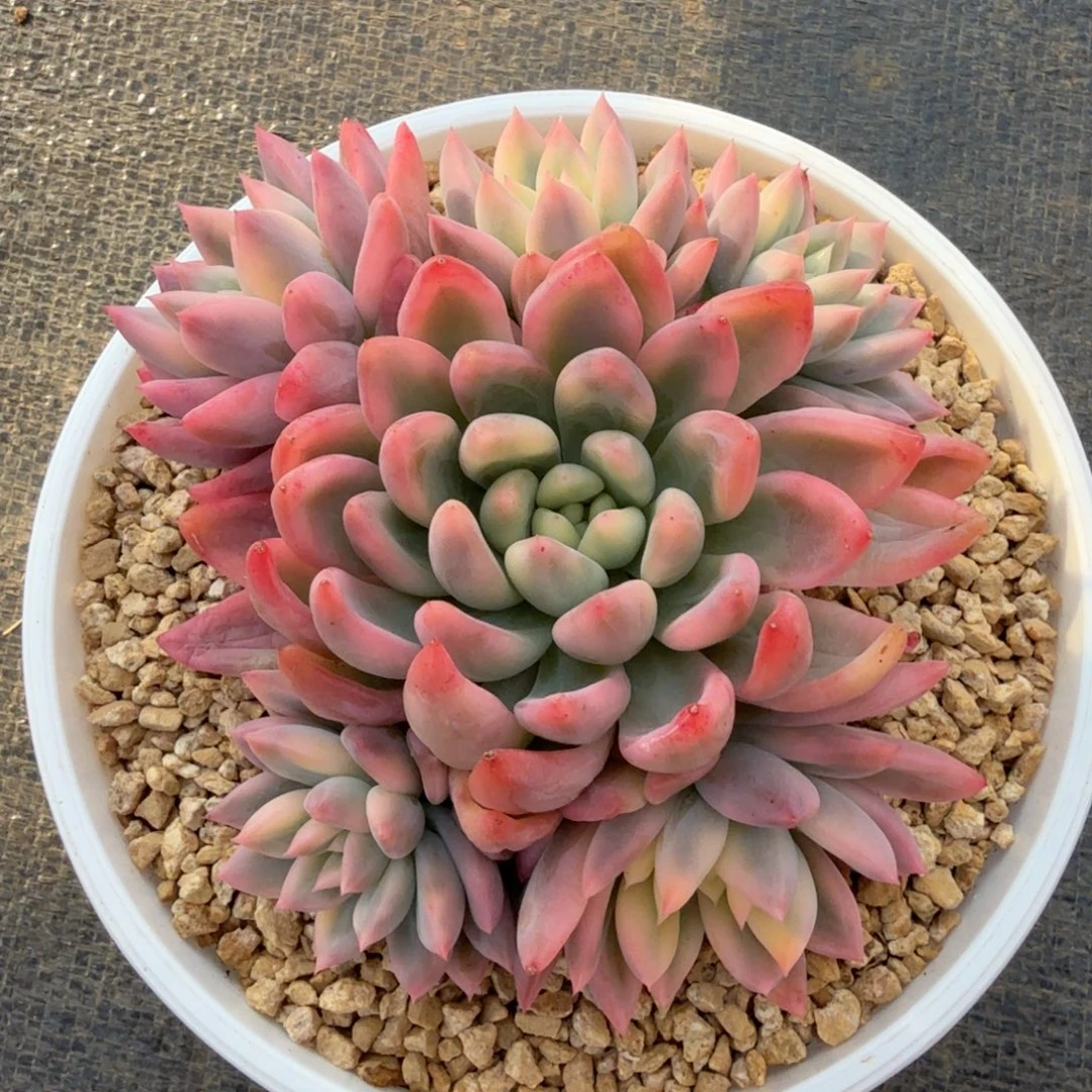 优选冰心公主锦锦上园艺一物一拍