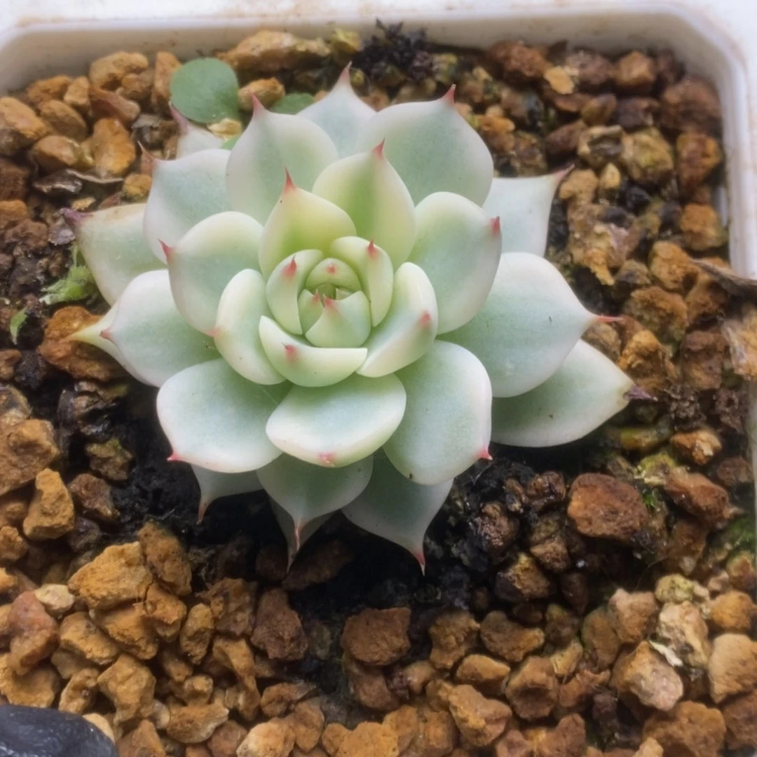 290锦锦锦锦锦锦锦锦锦