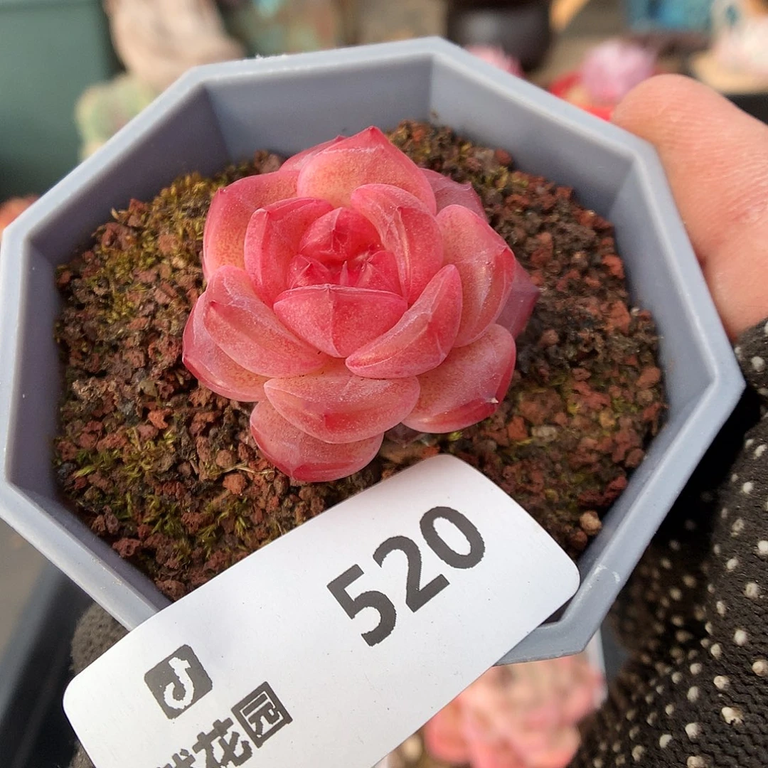 520琥魄多肉植物666