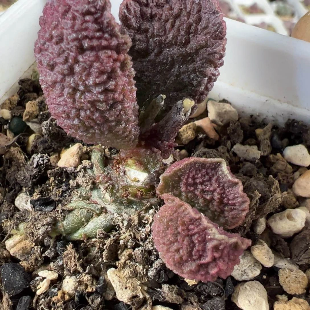 波浪边款实生新品多肉植物水泡
