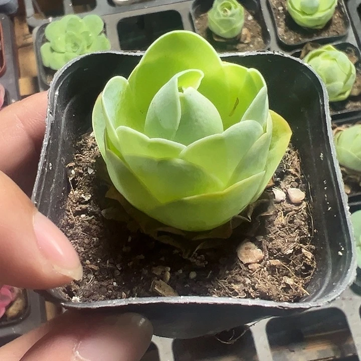 鸡蛋玫瑰精品多肉