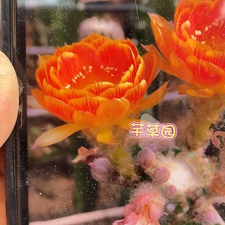 三棱袖铺柱嫁接黄金莲花