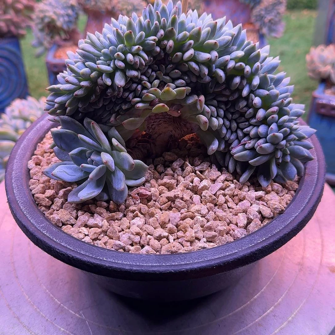 星影树缀无砍多肉