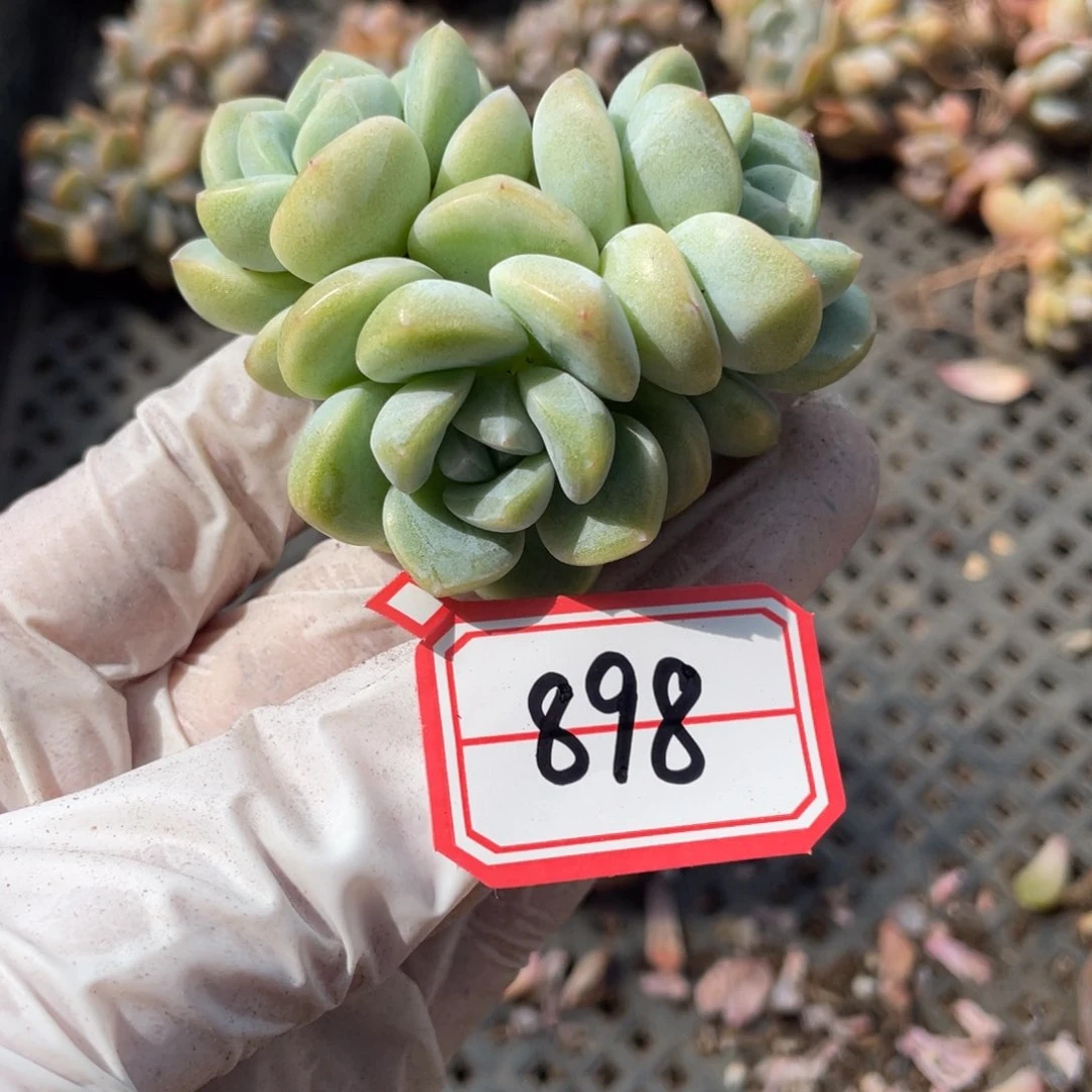 898号一颗20包邮新疆西藏不发