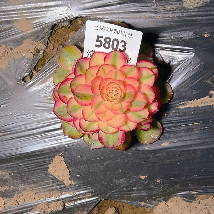 5803荔枝多肉植物2号