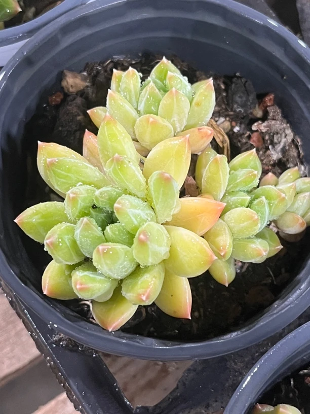 陨石群生7-8厘米多肉植物，带盆土发