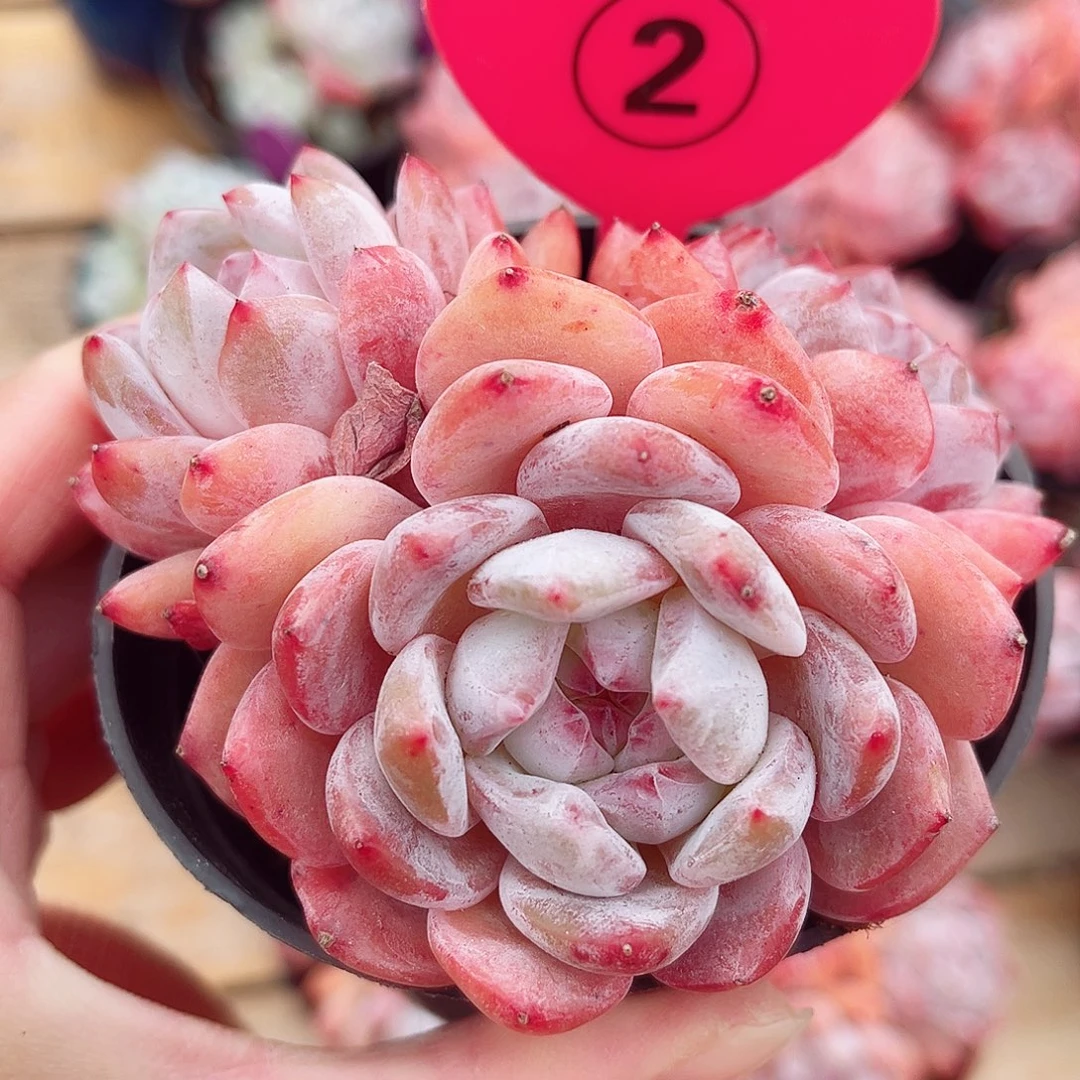 2号小老桩橙梦露群