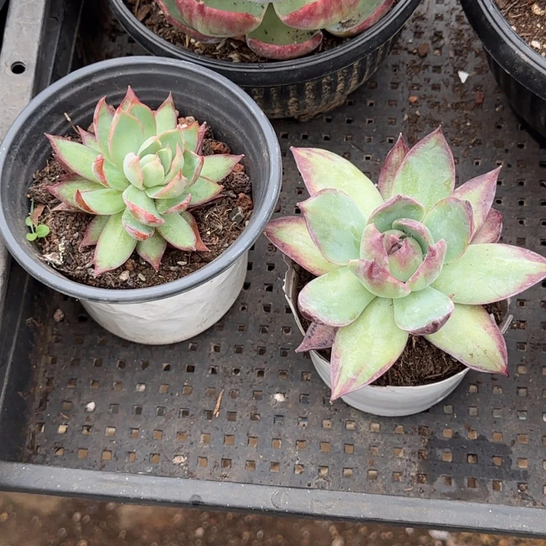 惊鸿惊鸿一物一拍包装收缩花旱