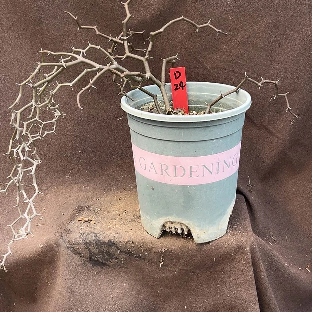 汤圆植物D24弯曲龙原价188