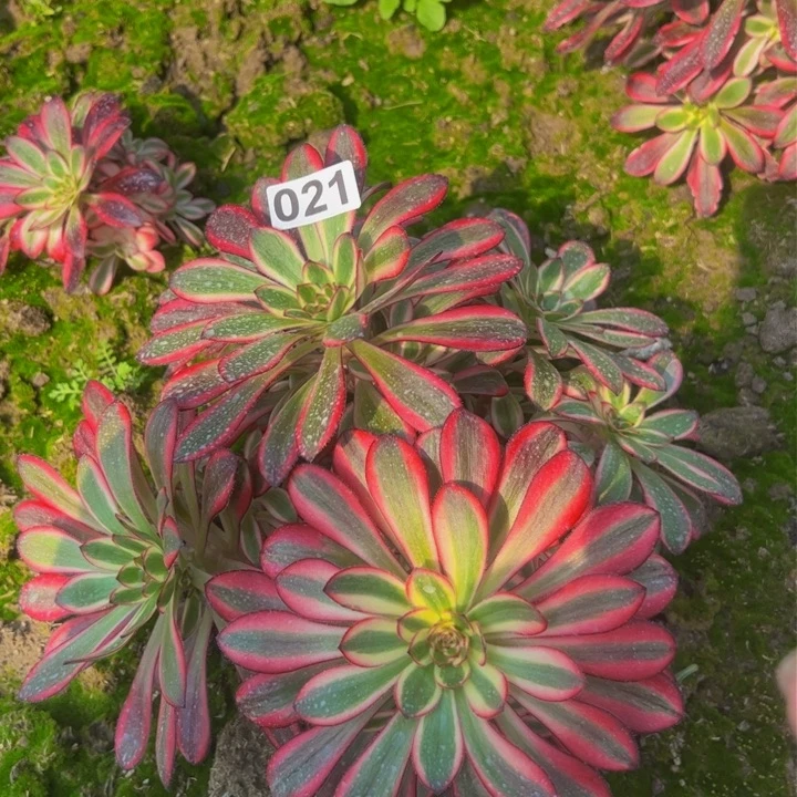 021多肉植物盆栽