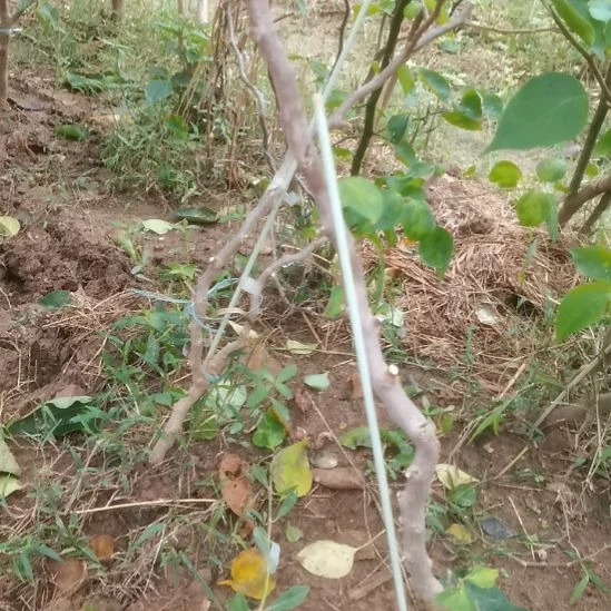当前无花栽培后可以开花日落1米左右独杆