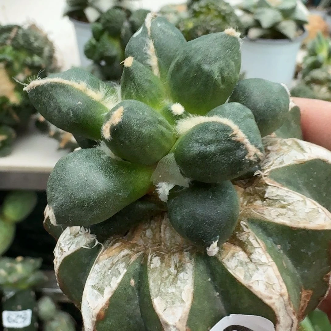 【闪购商品】无花朵秋*兔拇指蛋尤613