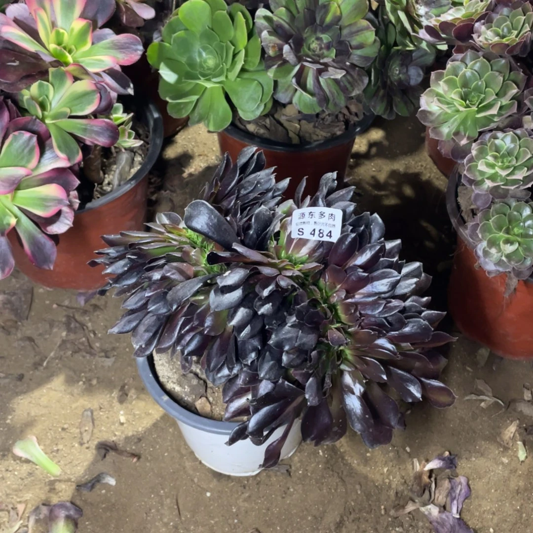 484欧紫锥多肉法师断枝不包