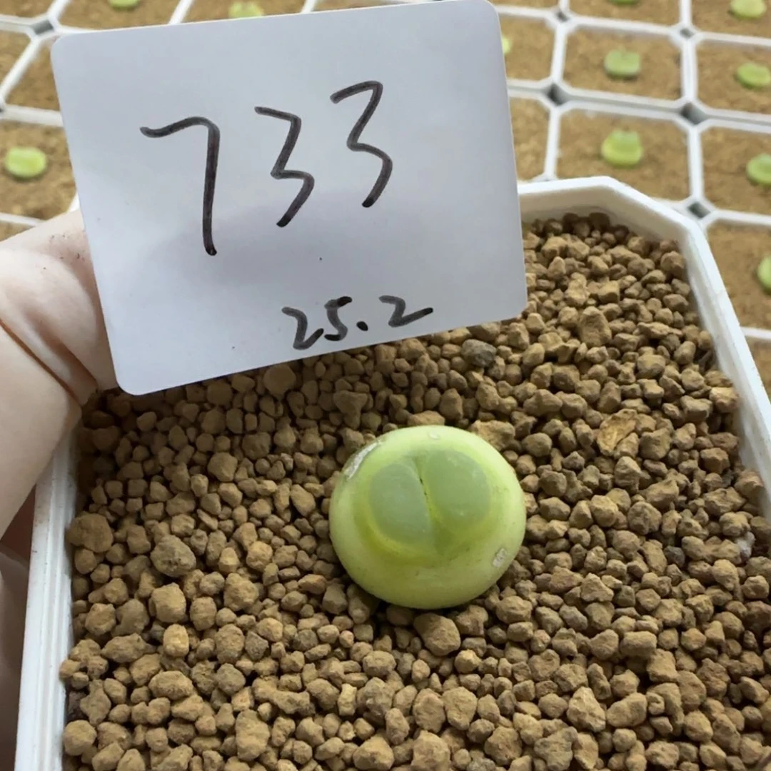 甜*花多肉多肉多肉2025-733