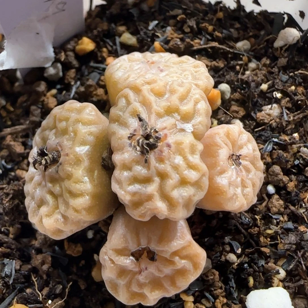 西**?2.22。超烧。  5061