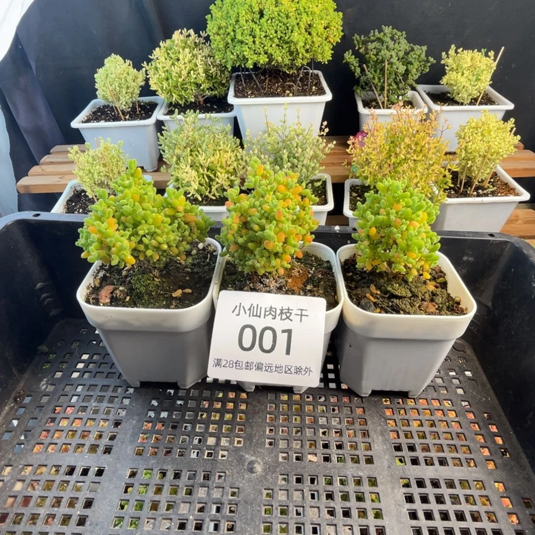 001枝干番杏蜜橘3颗