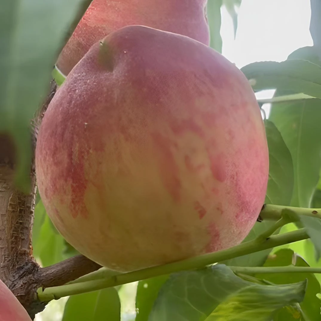 (顺丰包邮）树上熟 正宗霸王脆桃 嘎嘎脆 嘎嘎甜  净重4.5斤装