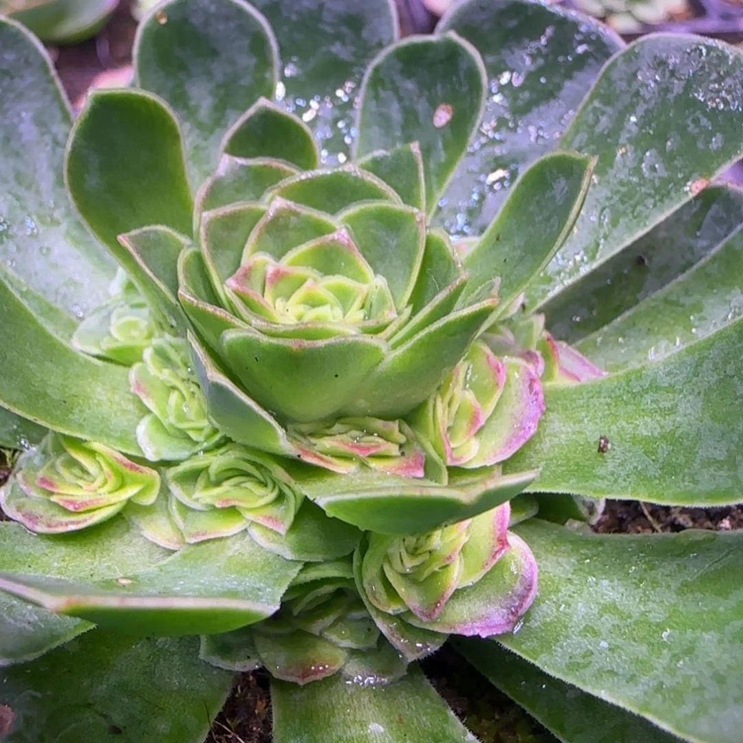 琼楼玫瑰7厘米1242424343