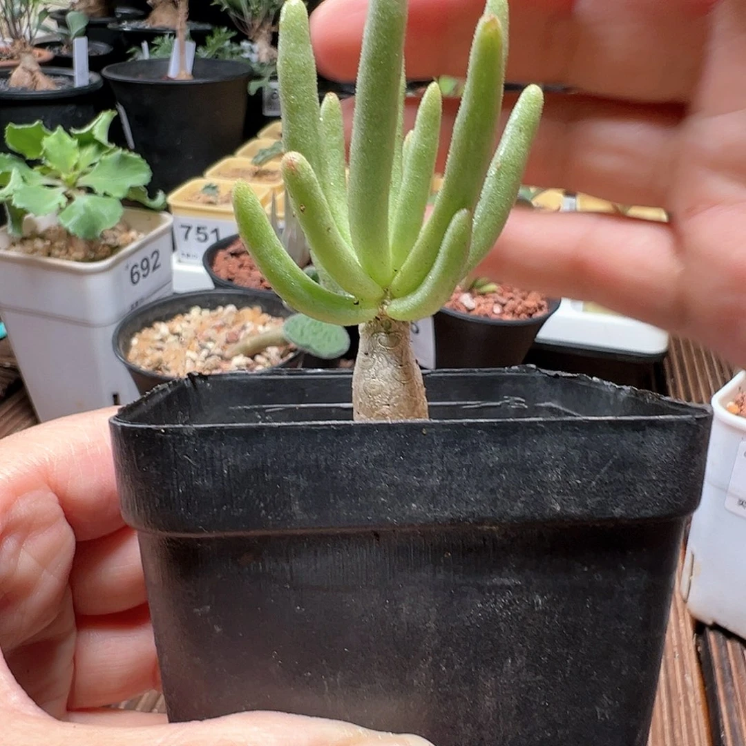 何丽奇峰锦带盆发货