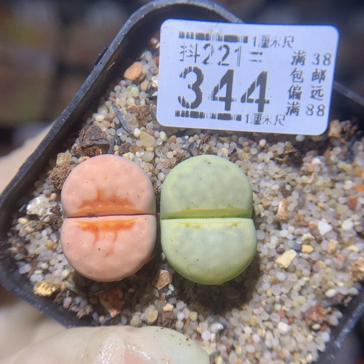 精品生石花221.344