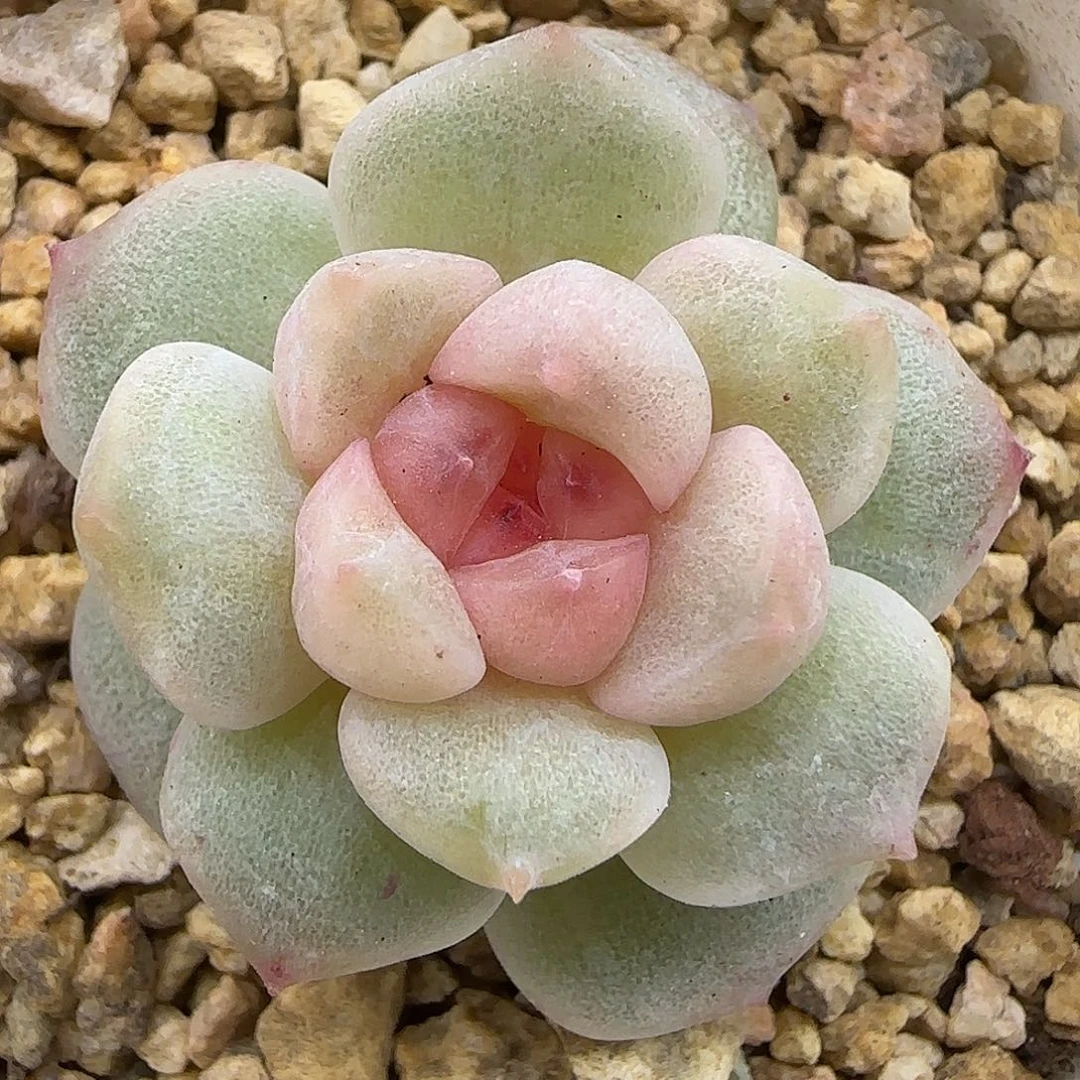 863 【满29包邮非偏远】