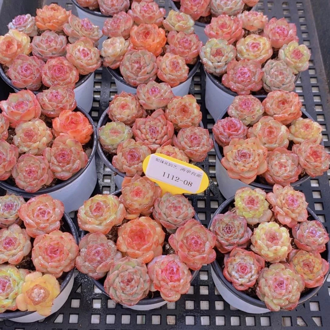 1112-08-精品糖心珍妮美肉八个