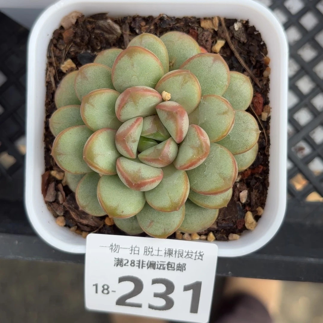 单头葡萄多肉多肉