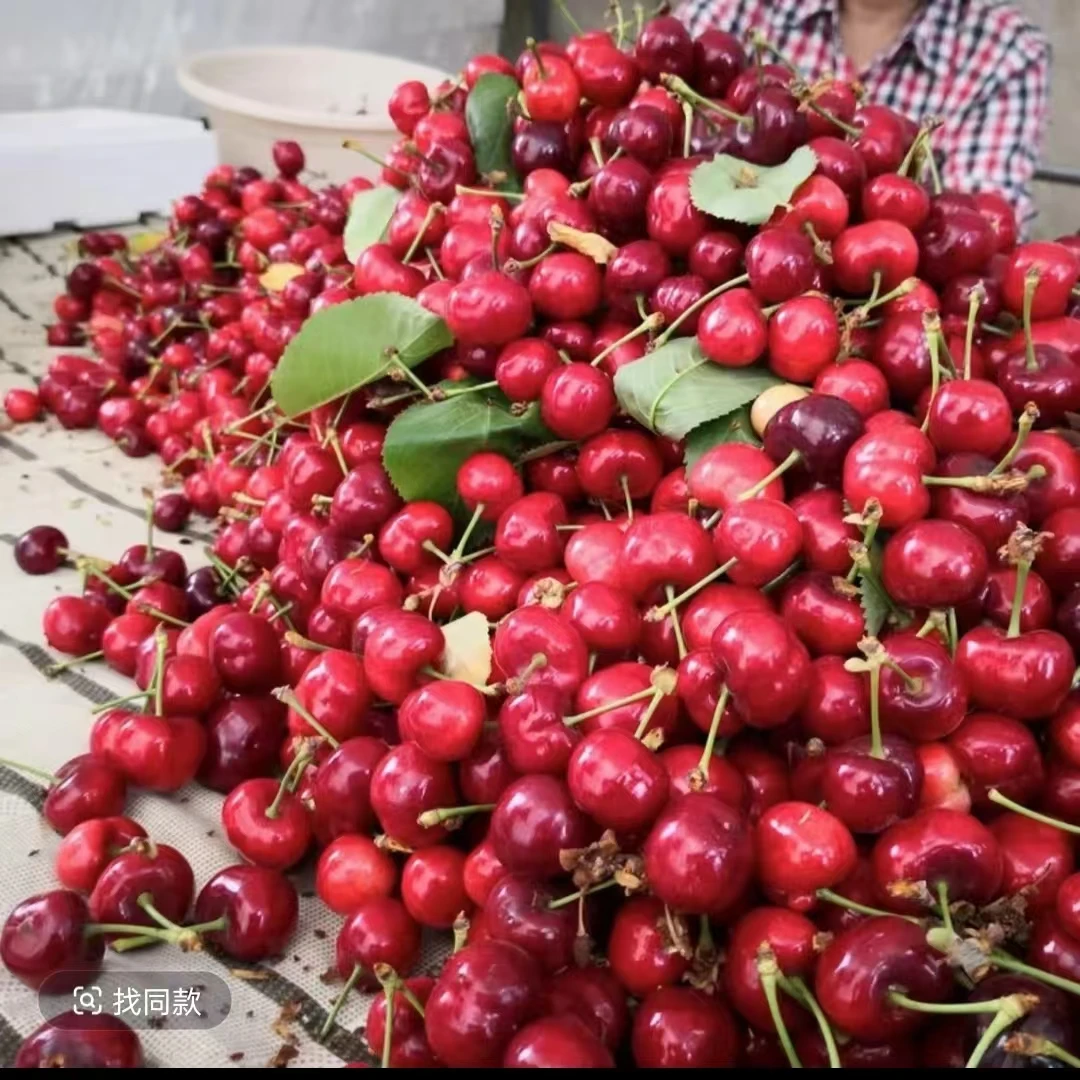 【张书记专属】3斤送2斤露天平度大樱桃新鲜水果国产红灯酸甜XL应季整箱红灯