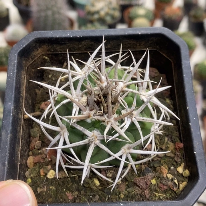 实生碧岩玉特价福利