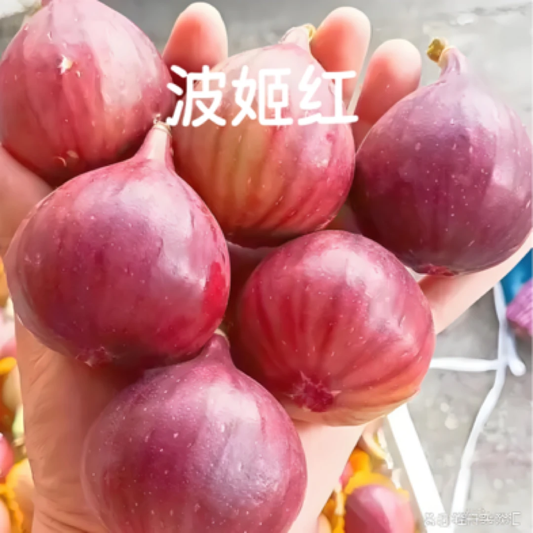 花卉绿植一物一拍波姬红