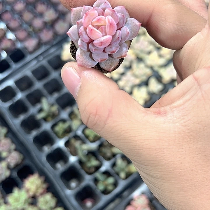 星星橙 满10颗包邮