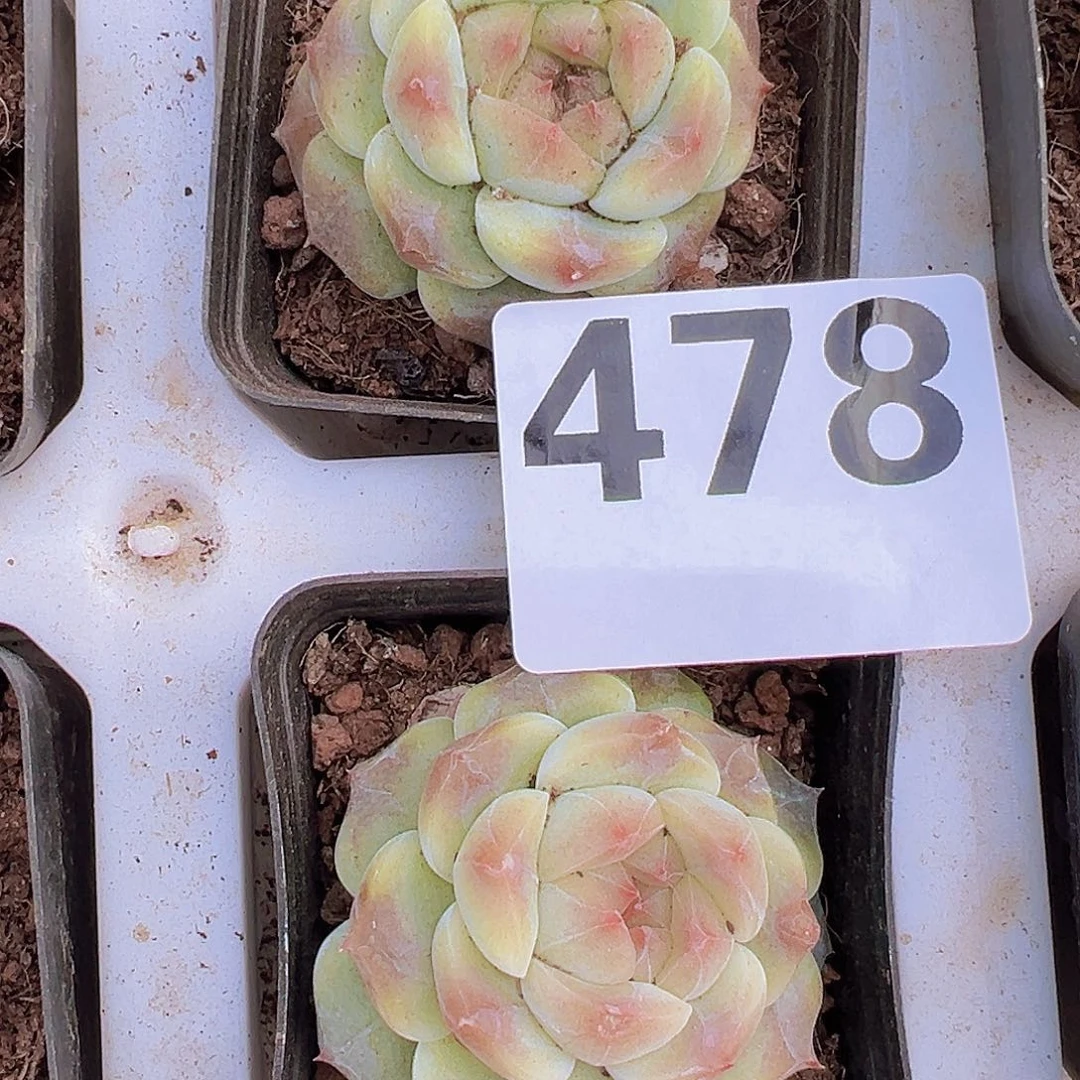 478水晶珍妮1颗19包邮