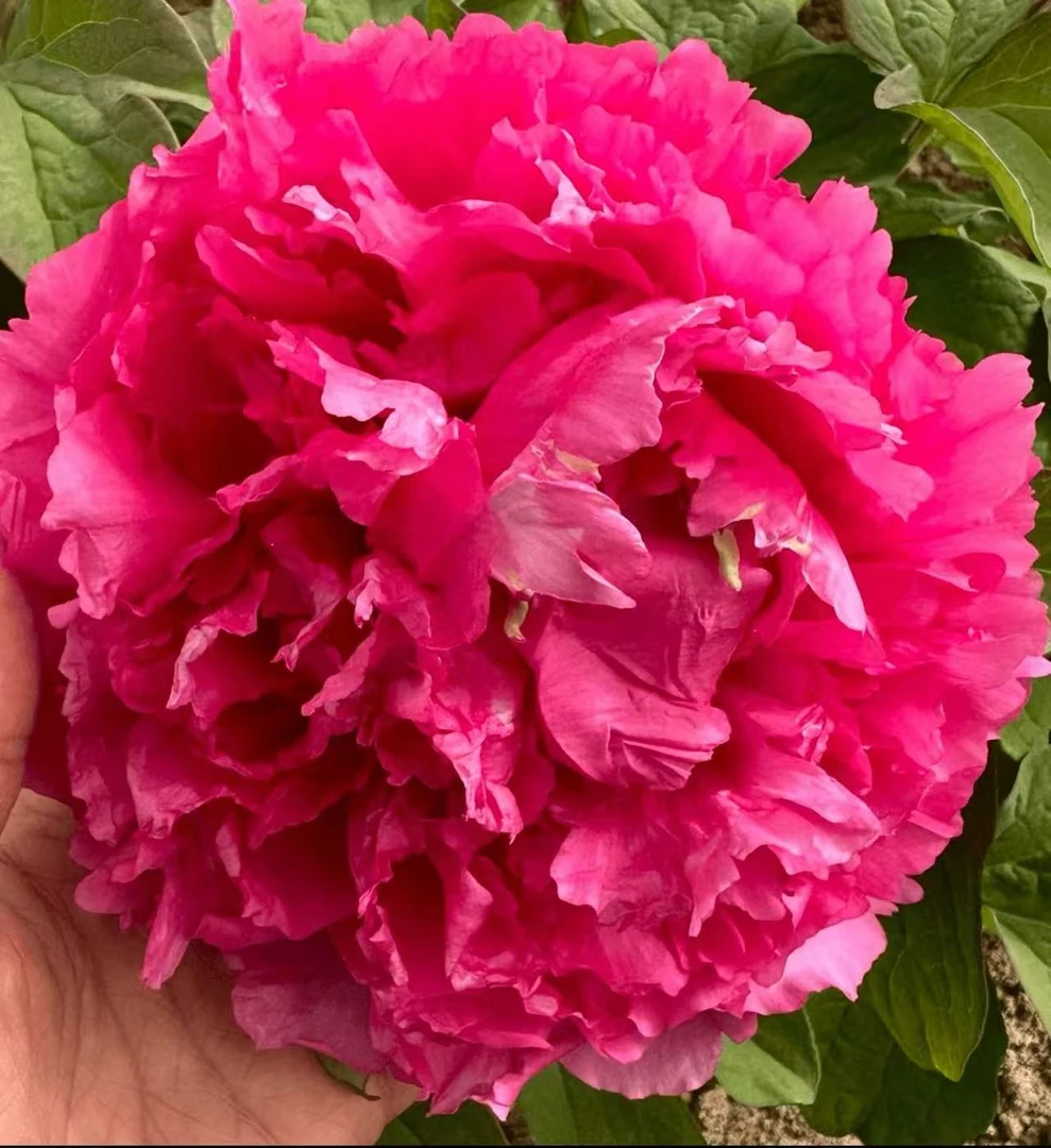 【卷叶红牡丹】红色观赏牡丹花盆栽庭院种植 裸根苗