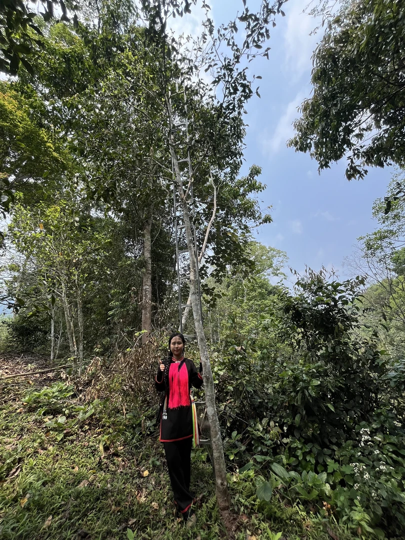 2025年易武＊桃子山大树头春