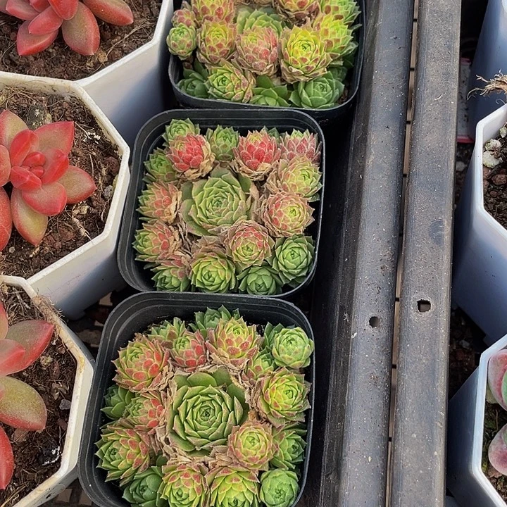 爱德华球带盆土发货